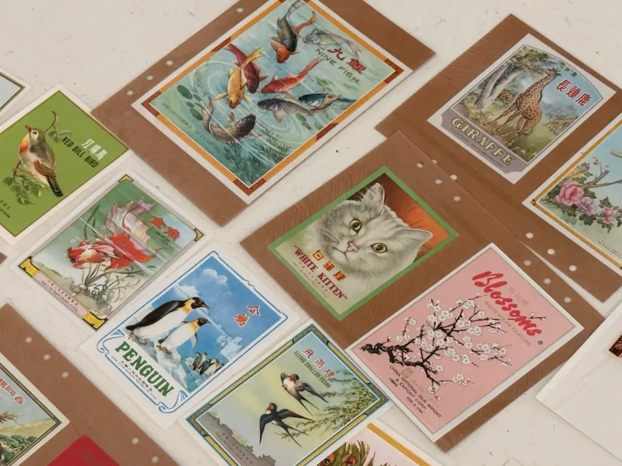 A close view of a Wild Kitten product label selected from a larger material arrangement.